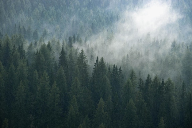 Vue panoramique des pins dans la forêt contre le ciel