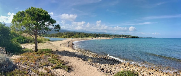 Vue panoramique sur une plage de Corse avec un pin vacances d'été