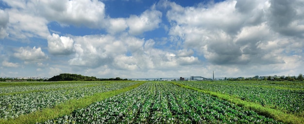 Vue panoramique de la plantation de choux avec un beau ciel avec des nuages