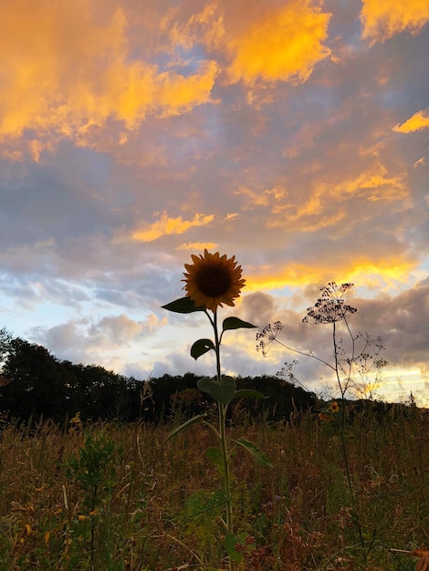 Vue panoramique d'une plante à fleurs sur le champ contre le ciel au coucher du soleil