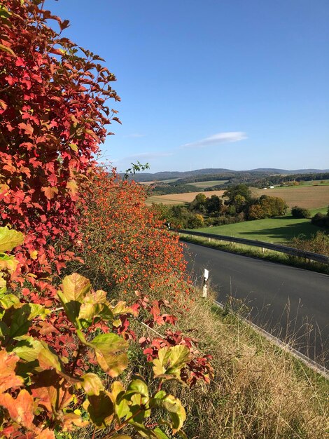 Photo vue panoramique d'une plante à fleurs contre le ciel