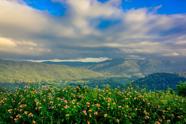 Vue panoramique des plantes à fleurs sur le champ contre un ciel nuageux