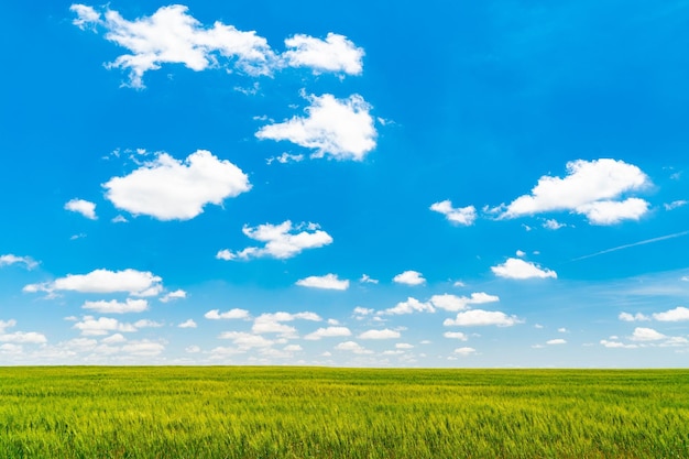 Vue panoramique d'une prairie verte sur le fond nuageux du ciel par temps ensoleillé