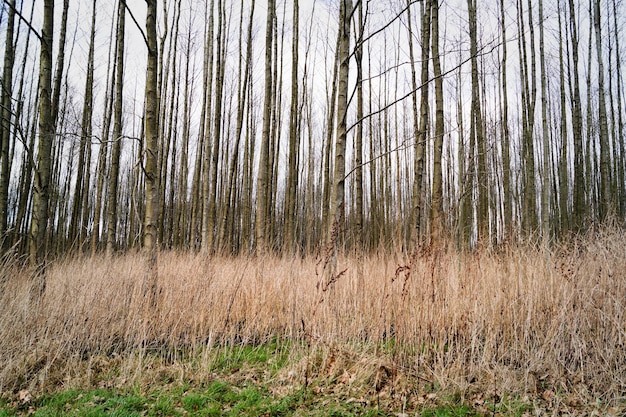 Vue panoramique de la région arborée contre un ciel dégagé
