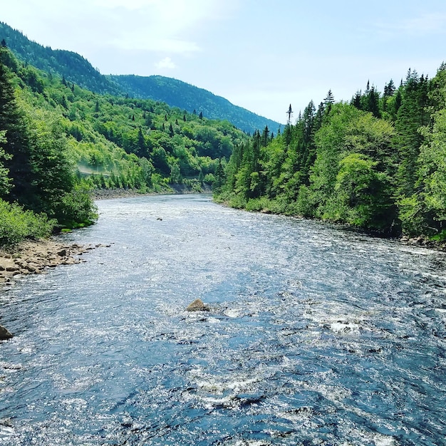 Vue panoramique de la rivière au milieu des arbres contre le ciel