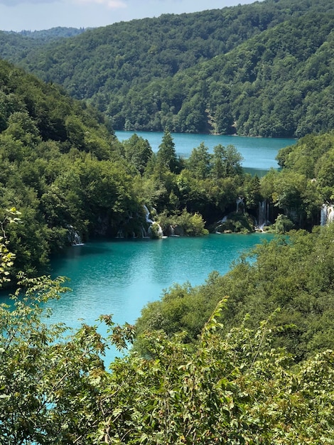 Photo vue panoramique de la rivière au milieu des arbres dans la forêt