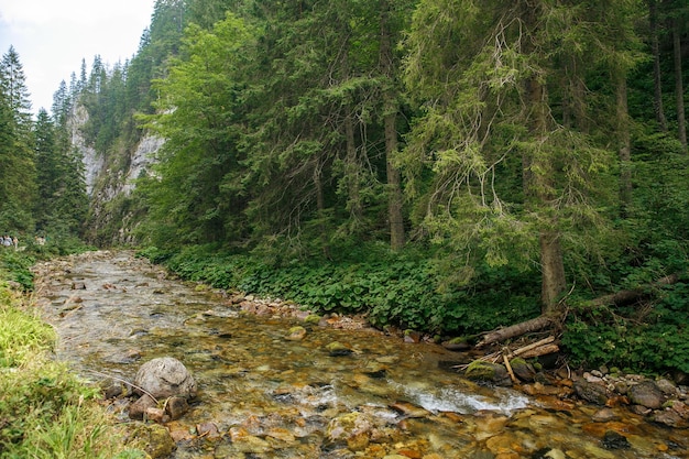 Vue panoramique de la rivière dans la forêt contre le ciel