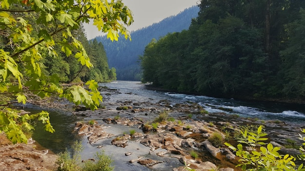 Vue panoramique de la rivière qui coule dans la forêt