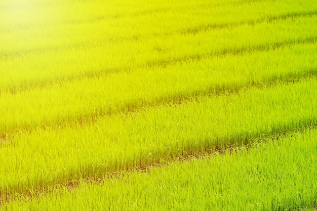 Photo vue panoramique de la rizière