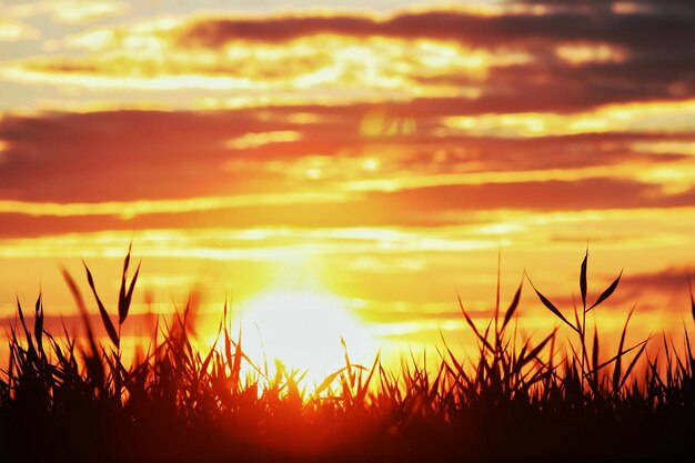 Photo vue panoramique de la silhouette de l'herbe contre le ciel au coucher du soleil