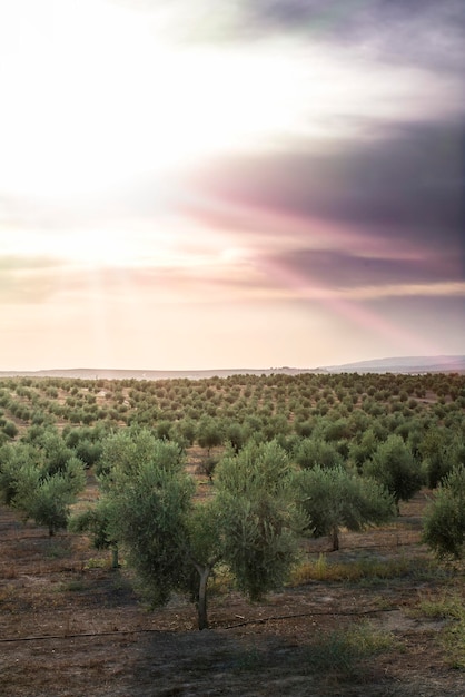 Vue panoramique de la terre contre le ciel