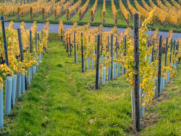 Vue panoramique de la vigne à l'automne