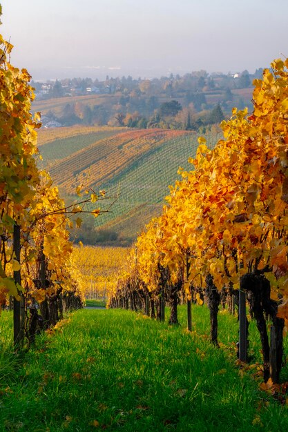 Photo vue panoramique de la vigne à l'automne