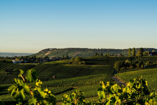 Vue panoramique de la vigne contre un ciel dégagé