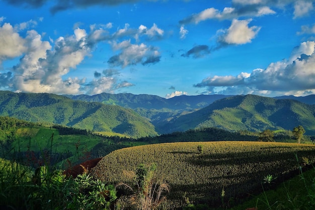 Vue panoramique de la vigne contre un ciel nuageux