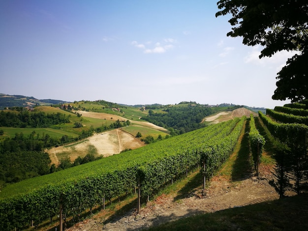 Vue panoramique de la vigne contre le ciel