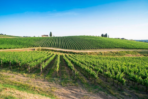 Vue panoramique de la vigne contre le ciel