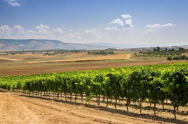Vue panoramique de la vigne contre le ciel