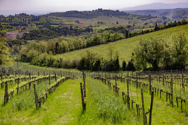 Vue panoramique de la vigne