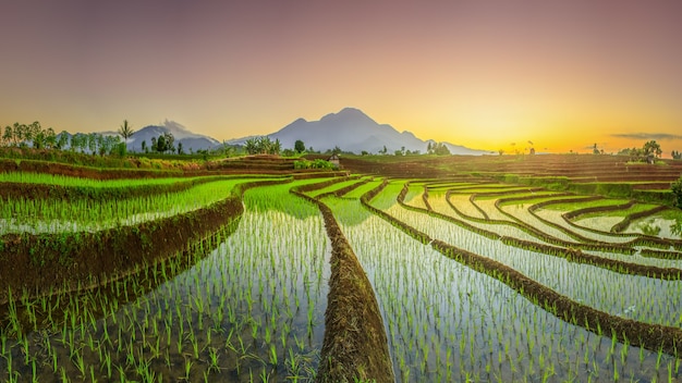 Vue panoramique de la vue du matin sur les rizières avec un beau ciel sur les rizières de Bengkulu, Indonésie