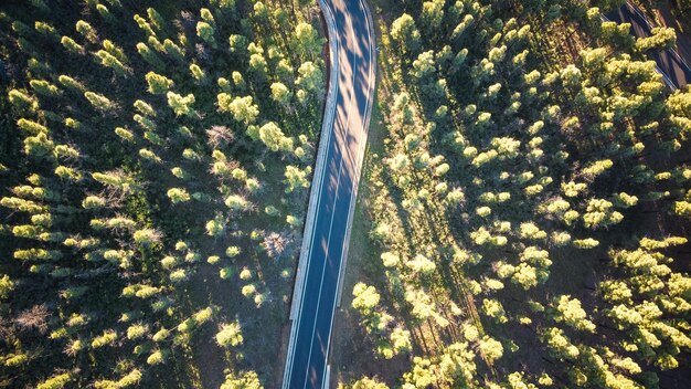 Vue par drone d'une route sinueuse dans la forêt parmi les arbres. Espagne Grande Canarie