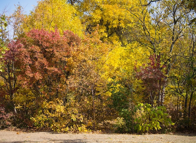 Vue sur le parc d'automne, arbres aux feuilles jaunes et vertes par une journée ensoleillée