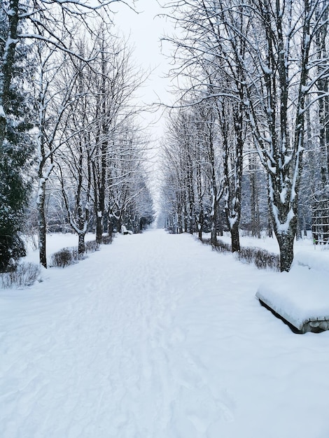 Vue sur le parc d'hiver. Paysage d'hiver. Arbres couverts de neige. Noël et Nouvel An.