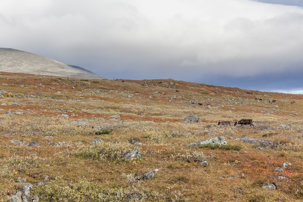 Vue sur le parc national de Sarek en automne