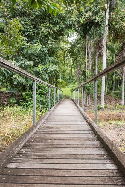 Vue de la passerelle en bois dans la forêt