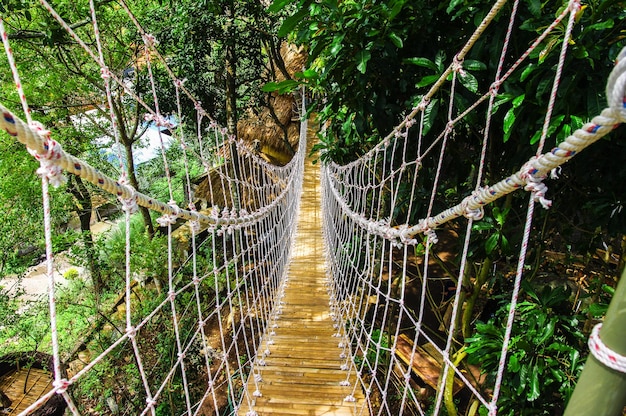 Photo vue d'une passerelle dans la forêt