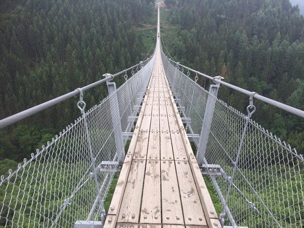 Vue d'une passerelle dans la forêt