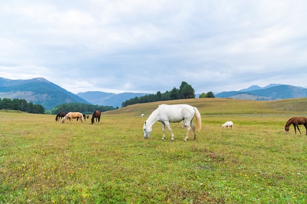 Vue d'un pâturage de chevaux dans les montagnes verdoyantes, Touchétie, Géorgie. Voyager