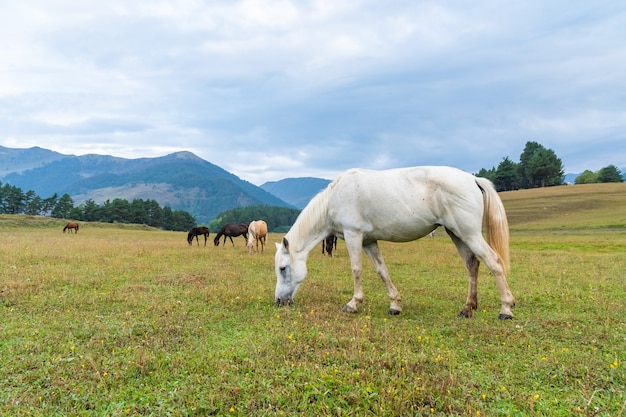 Vue d'un pâturage de chevaux dans les montagnes verdoyantes, Touchétie, Géorgie. Voyager