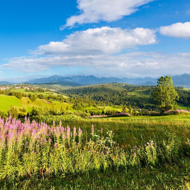 Vue de pays de montagne d'été