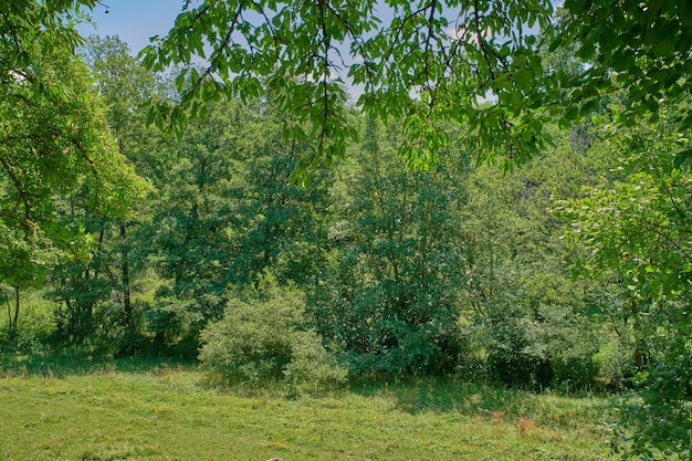 Vue paysage d'arbres vert vif dans une forêt ou un parc par une journée d'été ensoleillée Beau buisson isolé et inculte poussant à l'extérieur dans la nature au printemps Terre paisible avec un feuillage luxuriant