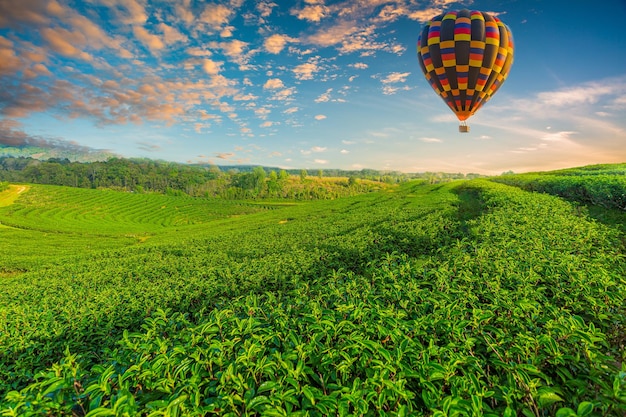 Vue paysage du lever du soleil au champ de thé vert avec ballon