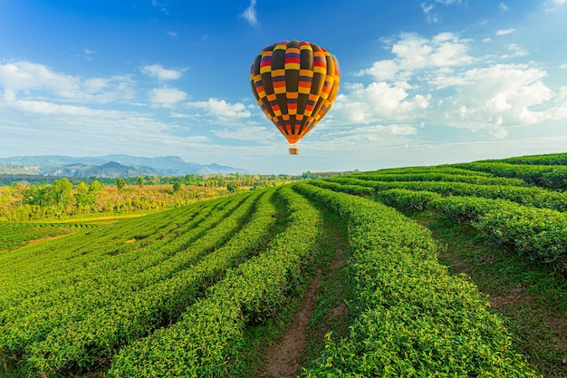 Vue paysage du lever du soleil au champ de thé vert avec ballon