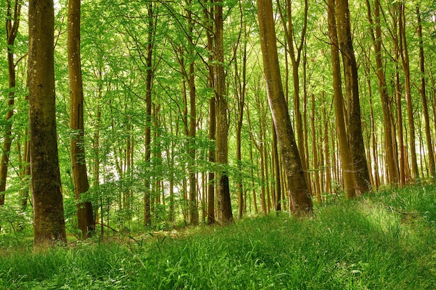 Vue de paysage d'une forêt pittoresque d'arbres verts frais et à feuilles caduques Paysage naturel de l'environnement végétal Fond de nature avec de grands troncs dans des bois densément peuplés