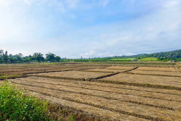 Vue de paysage d&#39;un légume d&#39;agriculture fraîchement croissant