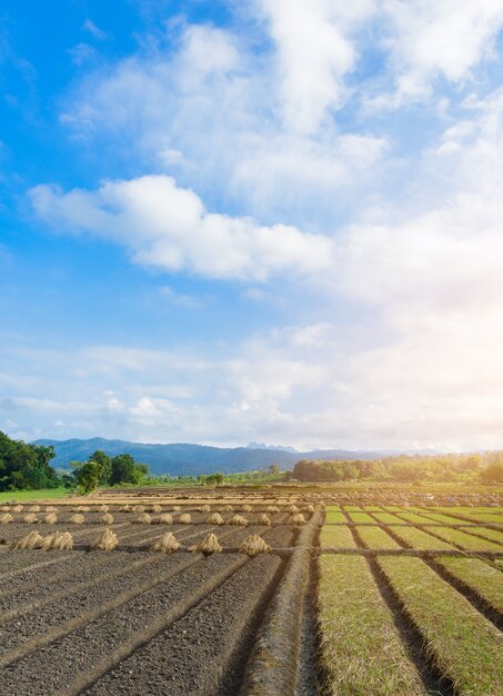 Vue de paysage d&#39;un légume d&#39;agriculture fraîchement croissant