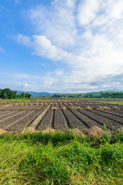 Vue de paysage d&#39;un légume d&#39;agriculture fraîchement croissant