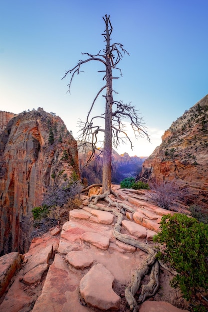 Vue de paysage de lever de soleil de vallée de Zion avec l'Utah d'arbre sec