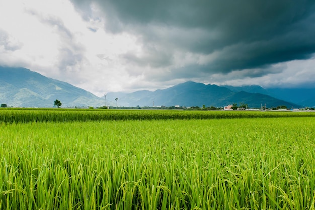 Vue paysage de magnifiques rizières à Brown Avenue Chishang Taitung Taiwan oreille de riz doré mûr