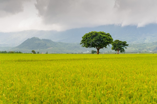 Vue paysage de magnifiques rizières à Brown Avenue Chishang Taitung Taiwan oreille de riz doré mûr