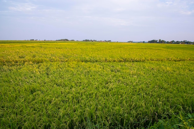 Vue sur le paysage naturel de la récolte de riz paddy au Bangladesh