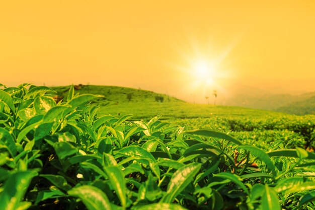 Vue paysage d'une plantation de thé au coucher du soleil. Munnar, État du Kerala, Inde. Mise au point sélective.