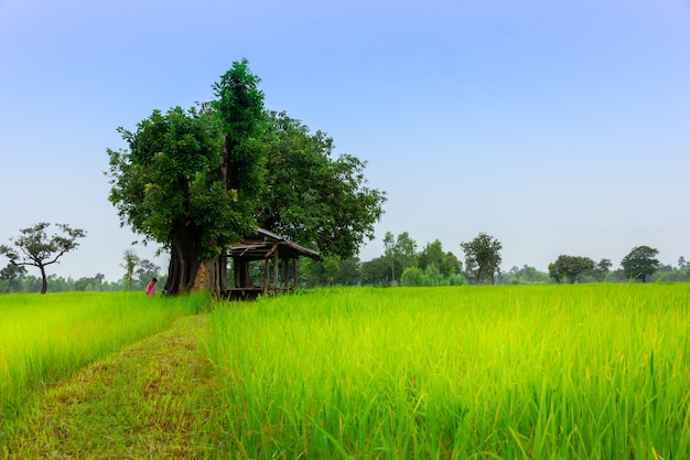 Vue de paysage sur les rizières dorées et la vieille cabane du matin