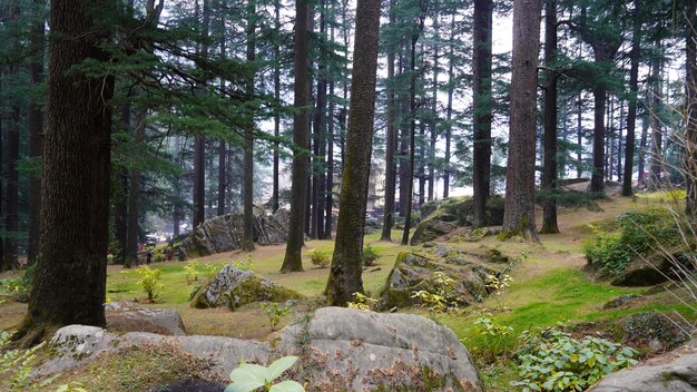 Vue paysage des rochers et des arbres