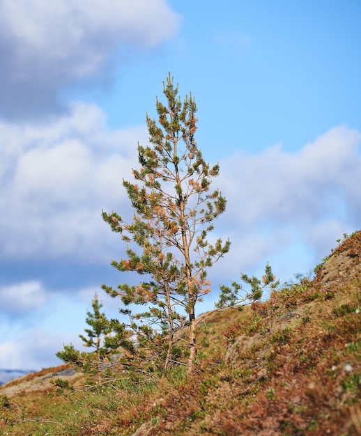 Vue de paysage de sapins de pin ou de cèdres poussant sur une colline avec un fond de ciel bleu copie espace nuages Arbres en bois dans une forêt de conifères éloignée Conservation de la nature environnementale des plantes à résine