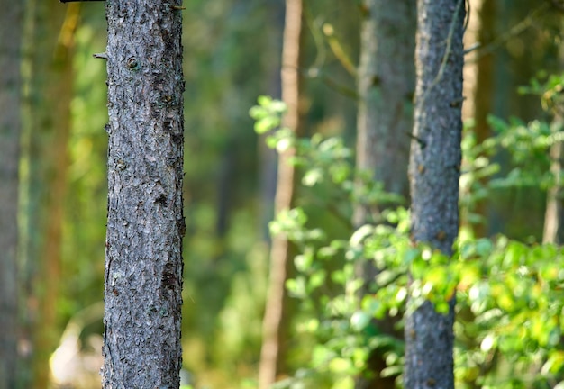 Vue sur le paysage de sapins sauvages, de cèdres ou de pins poussant dans des bois de campagne éloignés Détail de la texture de la conservation de la nature environnementale verte du bois de conifères pour l'exportation de résine et de bois